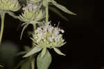 Whorled mountainmint